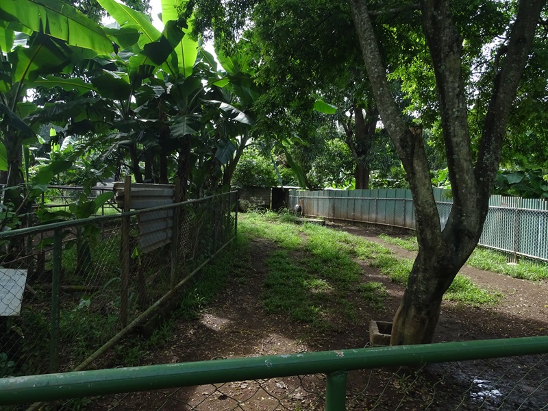 Zoológico Nacional de Nicaragua: one of 8 (!) Bairds tapir enclosures