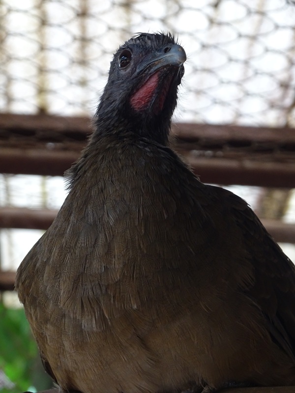 Zoológico Nacional de Nicaragua: Plain chachalaca (Ortalis vetula)