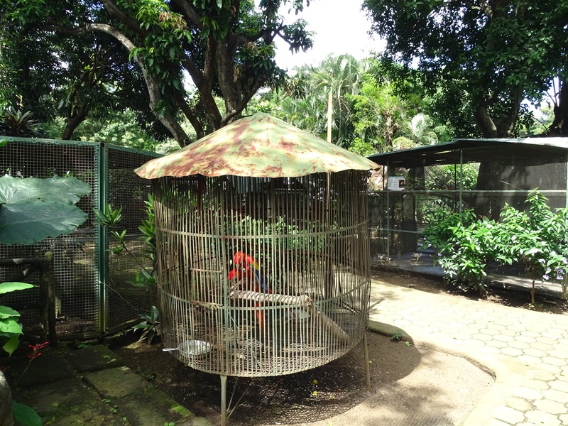 Zoológico Nacional de Nicaragua: Scarlet macaw cage