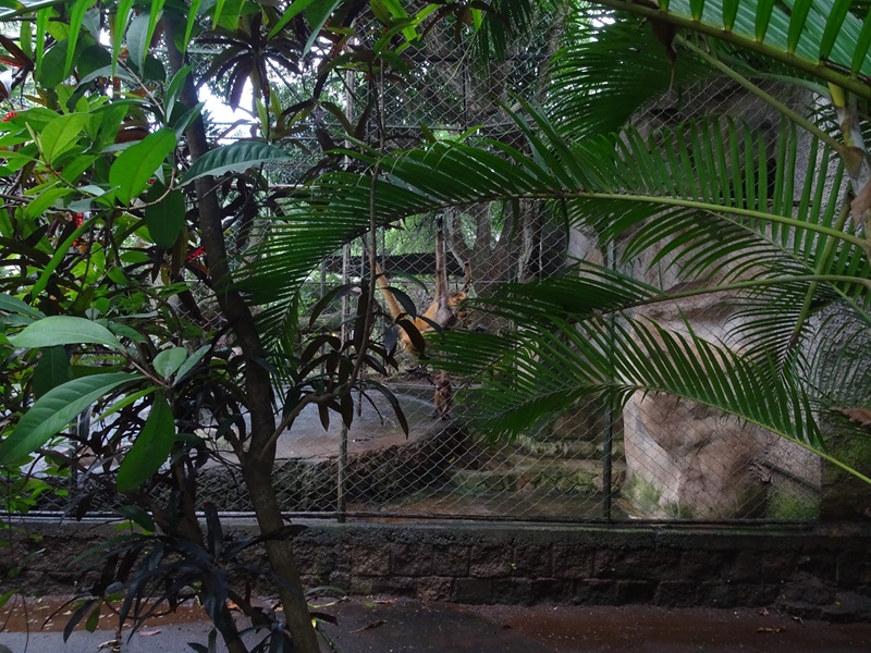 Zoológico Nacional de Nicaragua: spider monkey enclosure