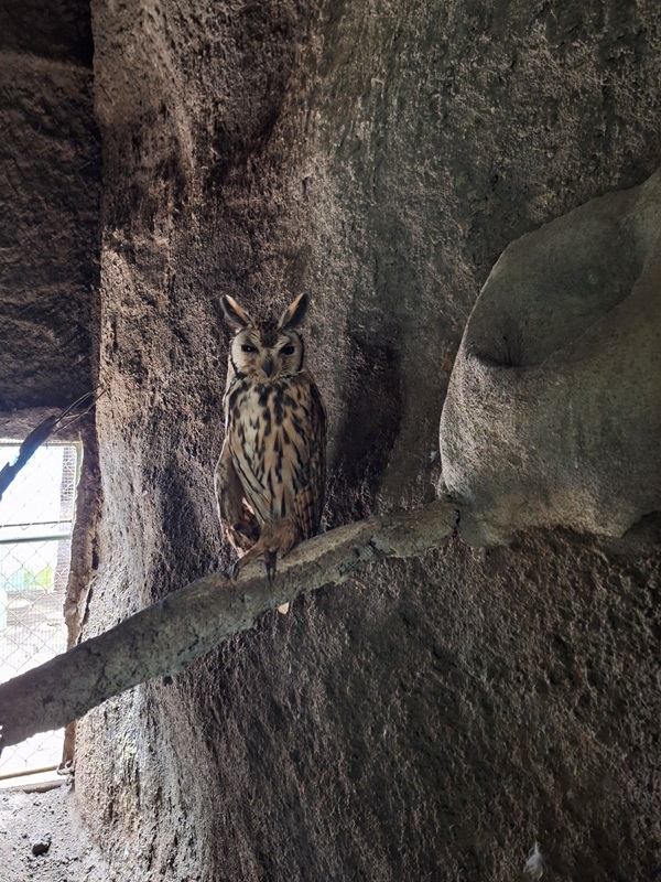 Zoológico Nacional de Nicaragua: Striped owl