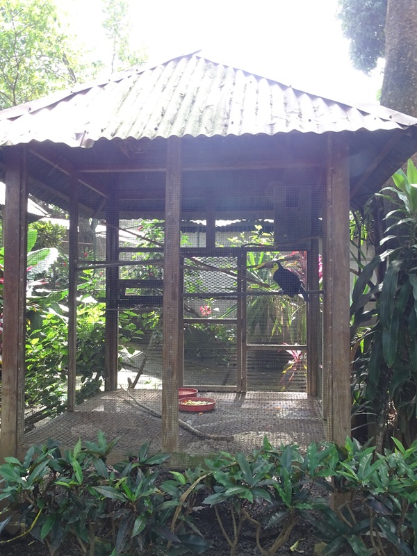 Zoológico Nacional de Nicaragua: Swainsons toucan