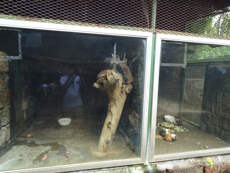 Zoológico Nacional de Nicaragua: Tiny grey fox / guinea pig enclosures
