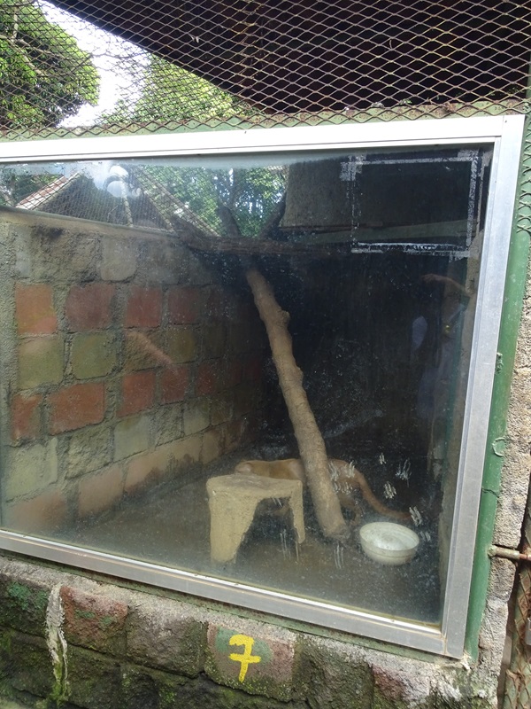 Zoológico Nacional de Nicaragua: Tiny jaguarundi enclosure