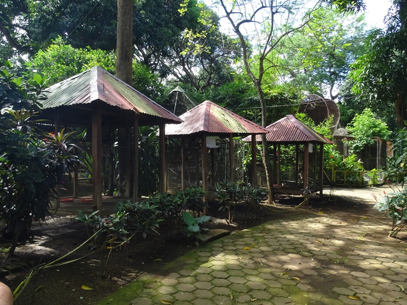Zoológico Nacional de Nicaragua:  toucan aviaries