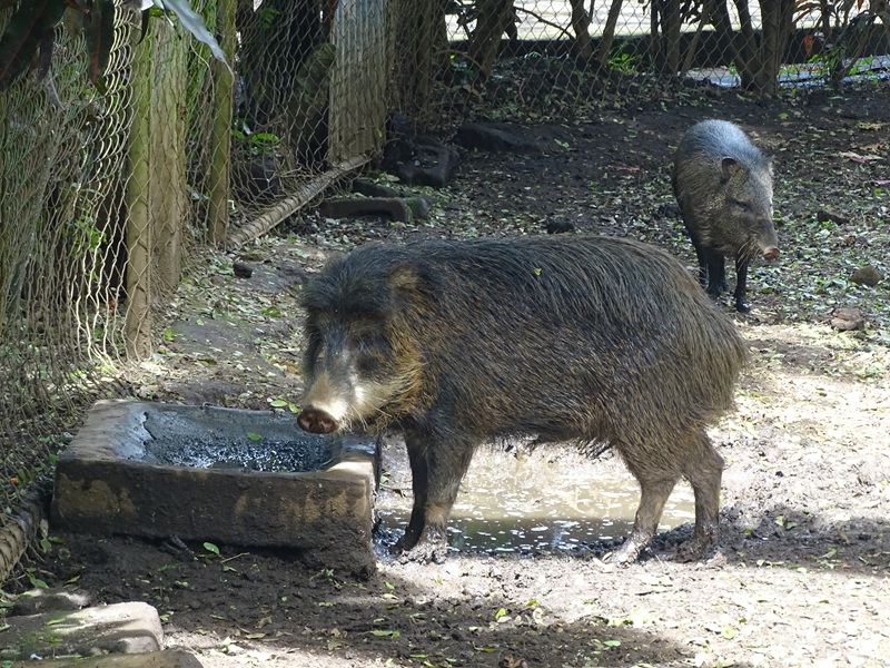 Zoológico Nacional de Nicaragua: Two peccary species