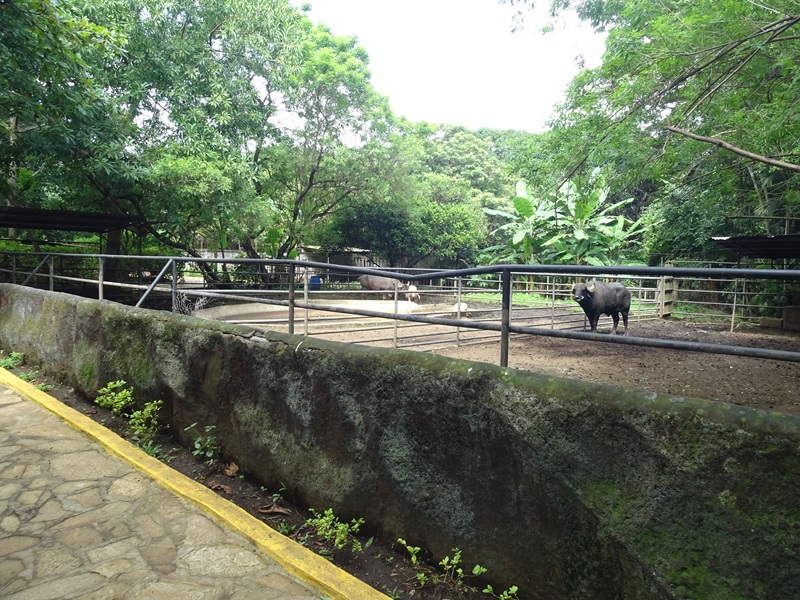 Zoológico Nacional de Nicaragua: water buffalo enclosure