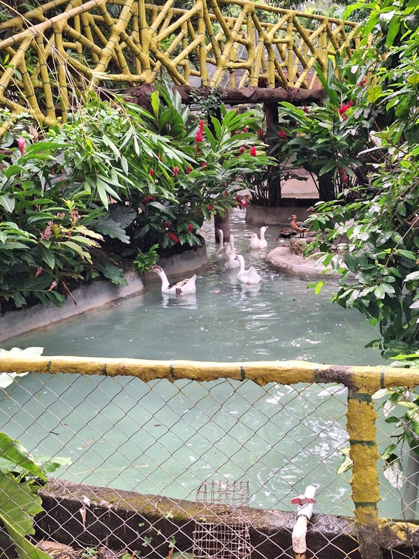 Zoológico Nacional de Nicaragua: Waterfowl enclosure