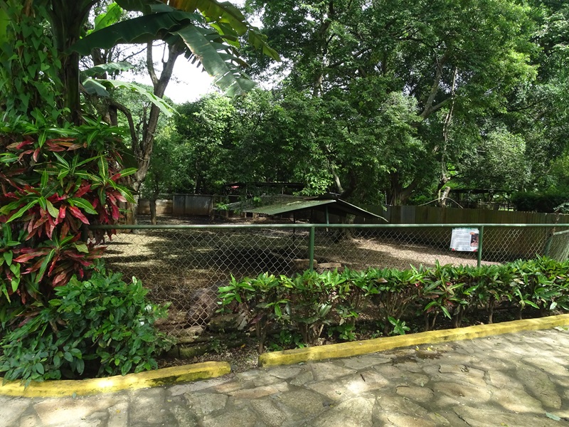 Zoológico Nacional de Nicaragua: White-lipped peccary enclosure