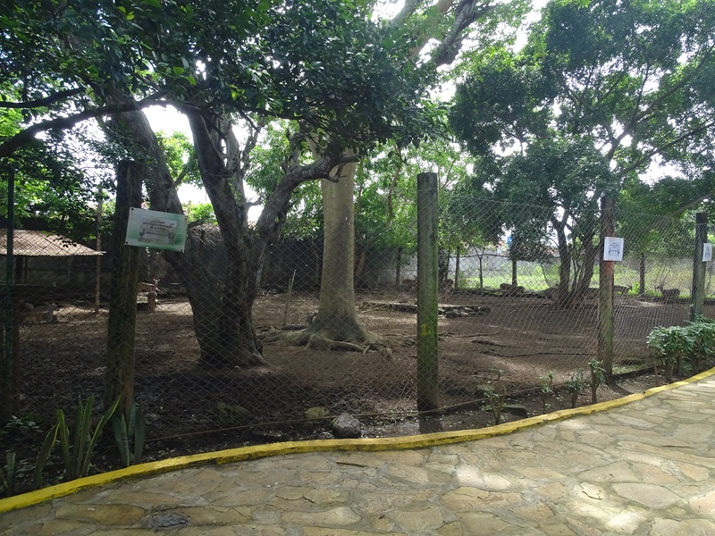 Zoológico Nacional de Nicaragua: White-tailed deer enclosure