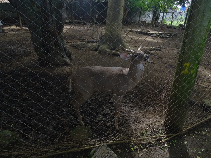 Zoológico Nacional de Nicaragua: White-tailed deer (Odocoileus virginianus)