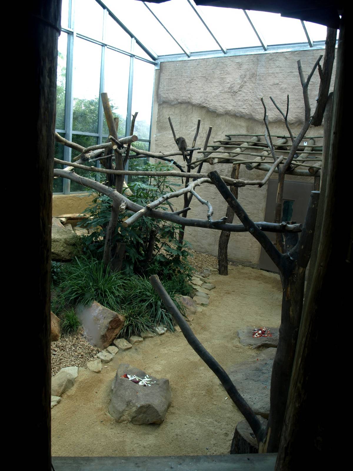 ZOOM - African monkey exhibit
