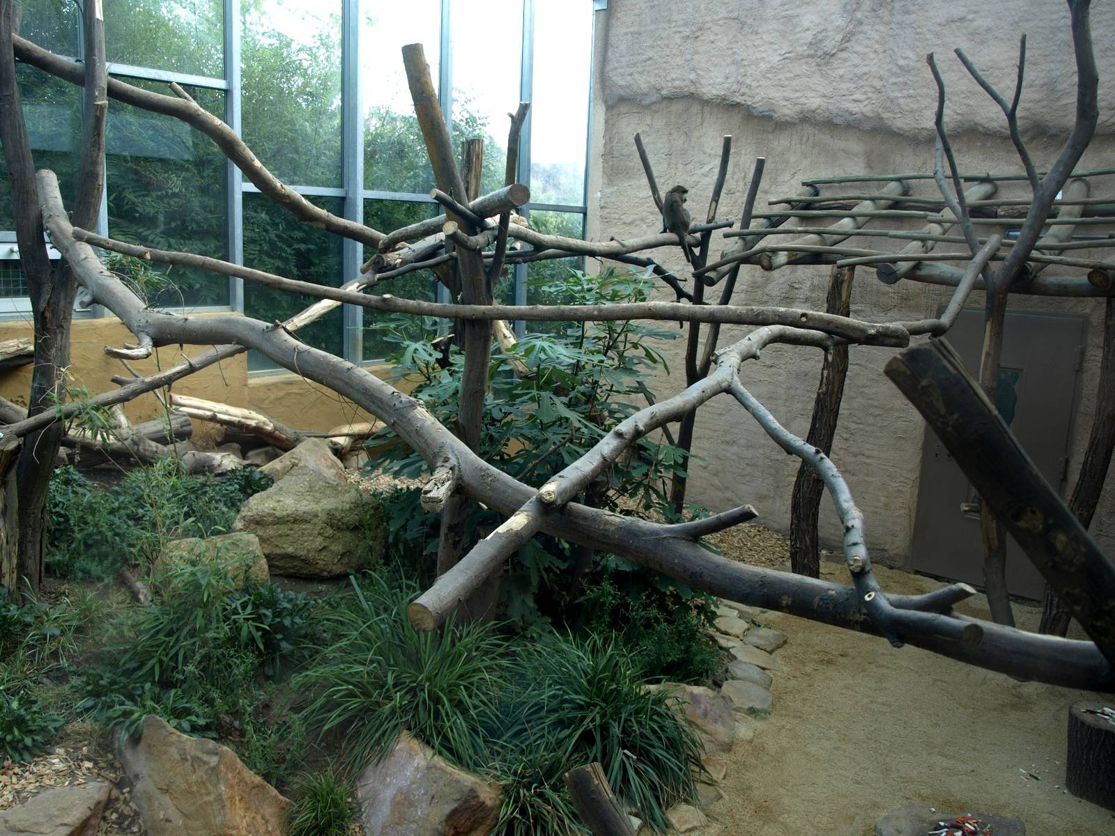 ZOOM - African monkey exhibit