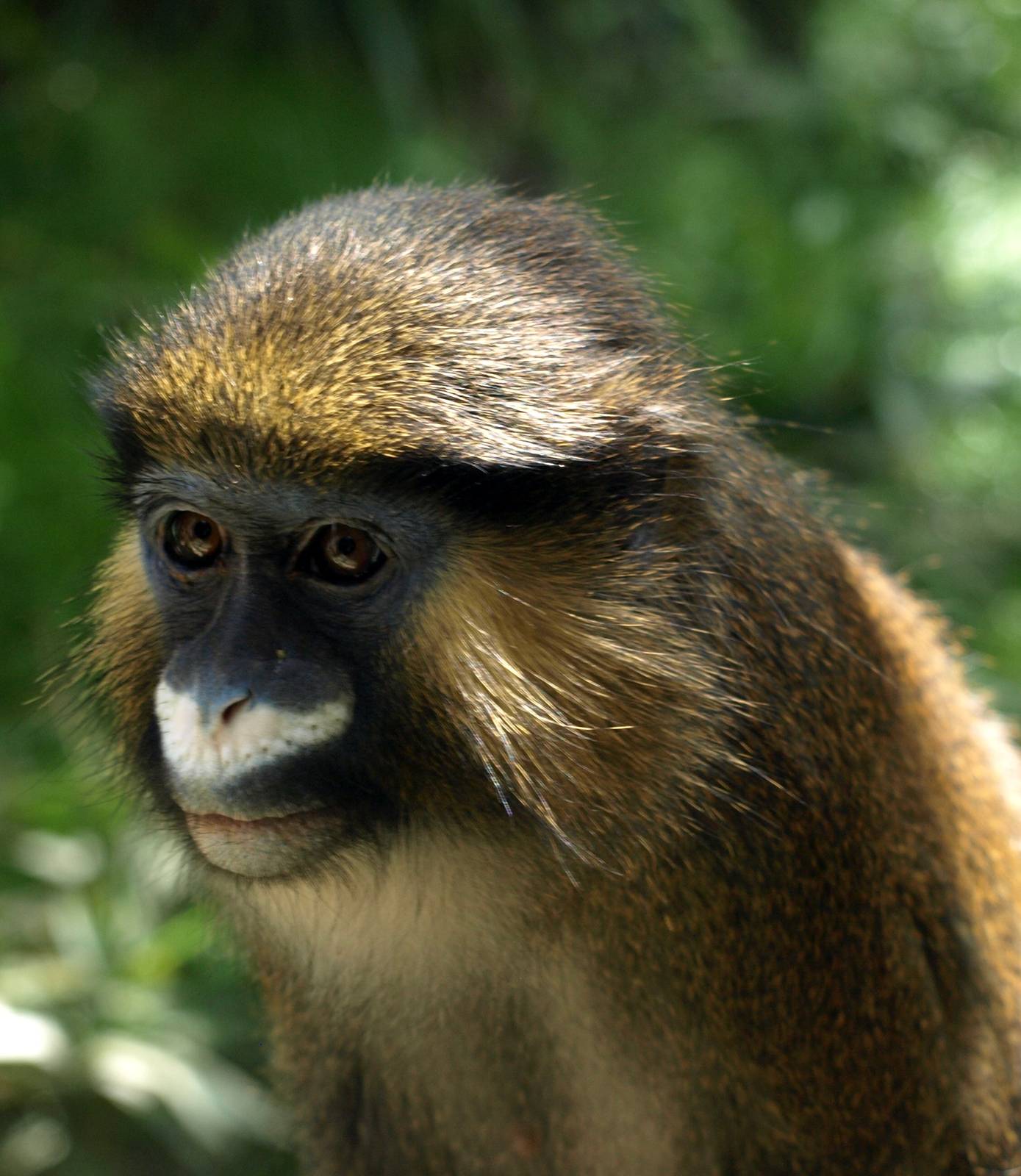 ZOOM - Blue moustached monkey