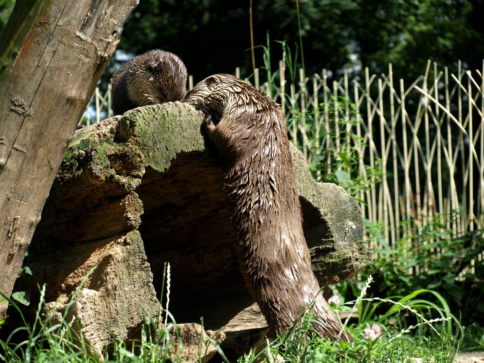 ZOOM - Canadian otters
