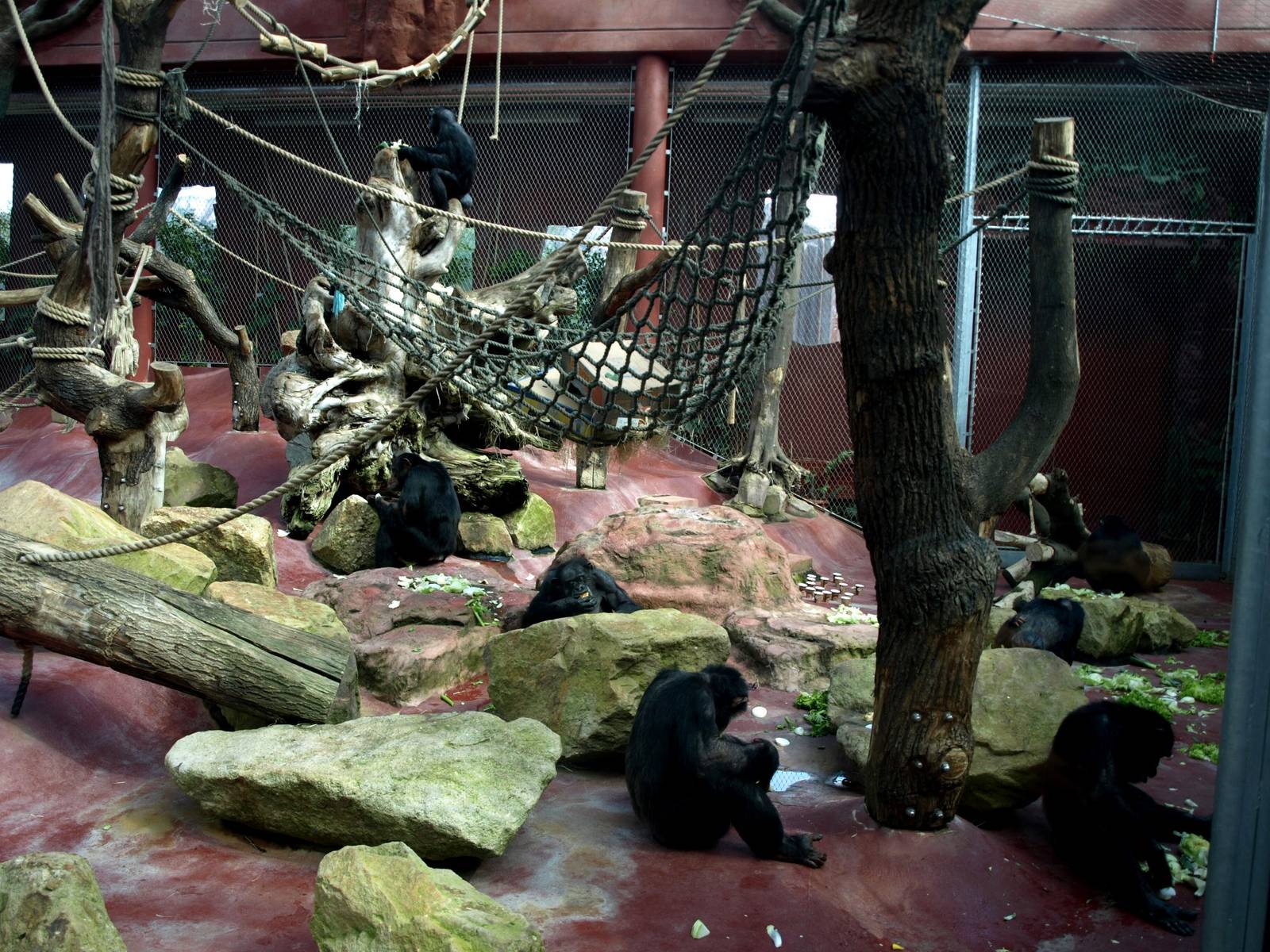 ZOOM - Chimpanzee indoor exhibit