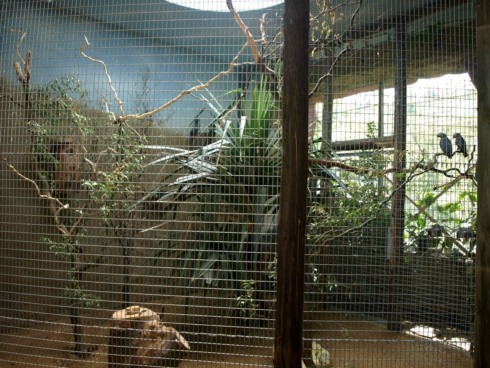 ZOOM - Grey parrot aviary