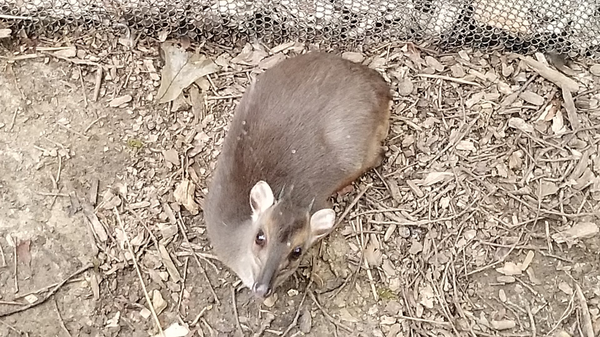 Zoom in of other blue duiker
