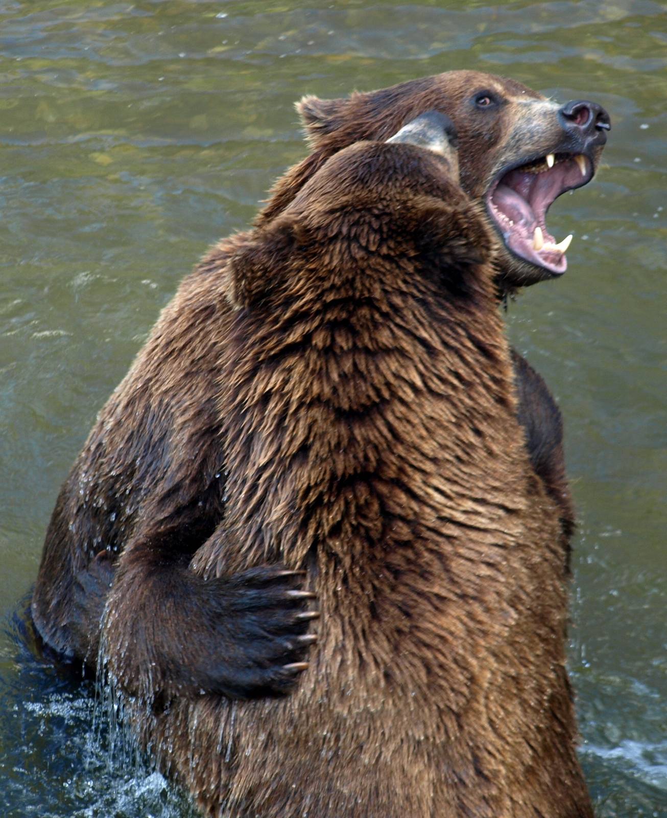 ZOOM - Kamchatka bears wrestling