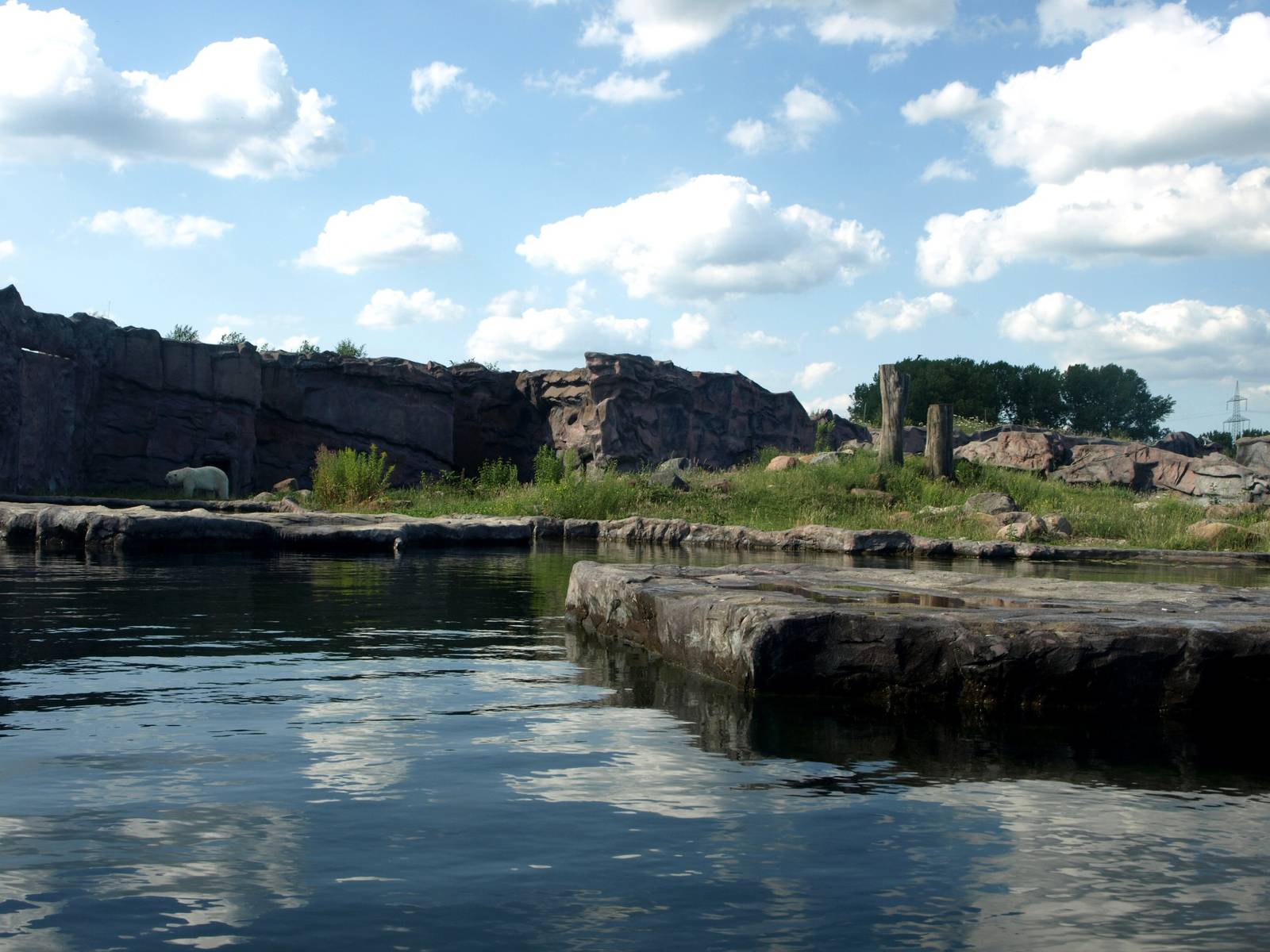 ZOOM - Polar bear exhibit