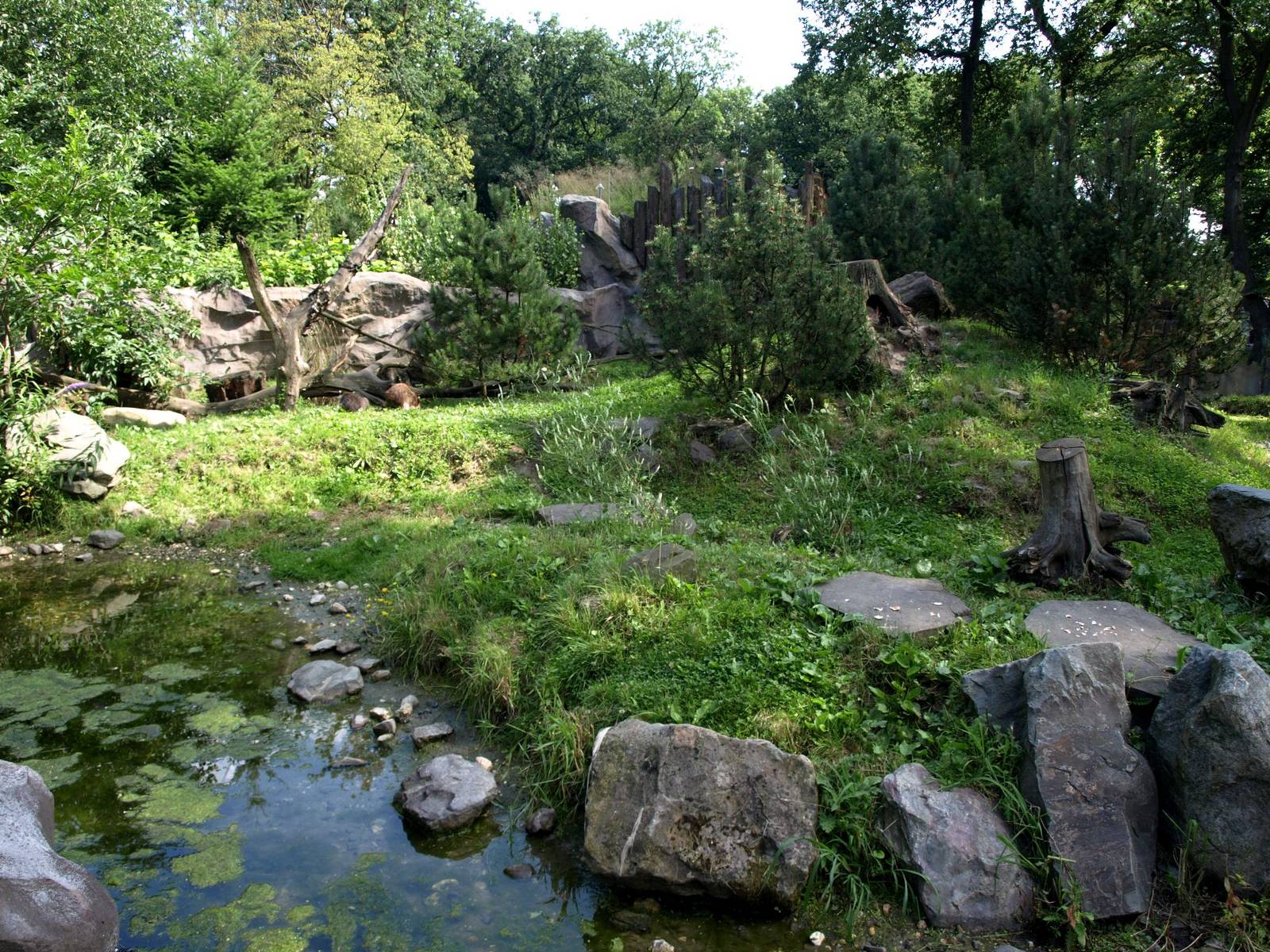 ZOOM - Raccoon exhibit