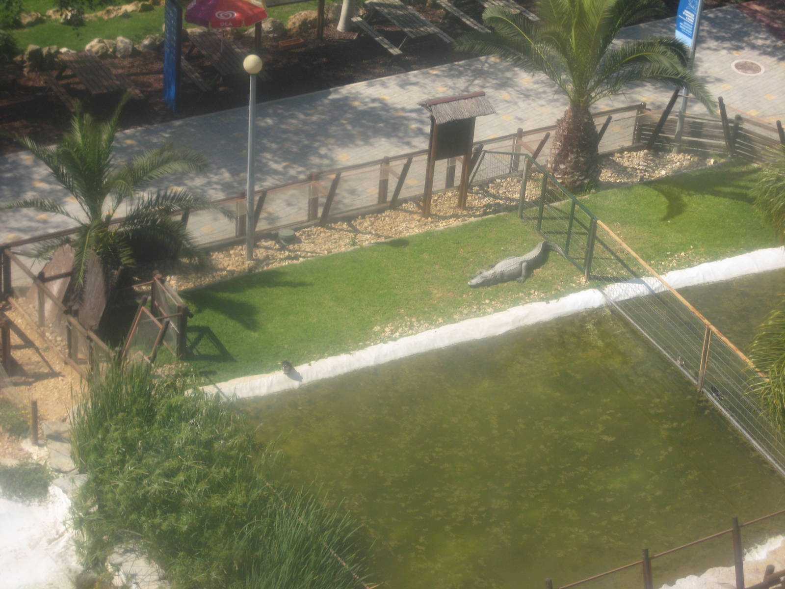 Zoomarine - Alligator exhibit