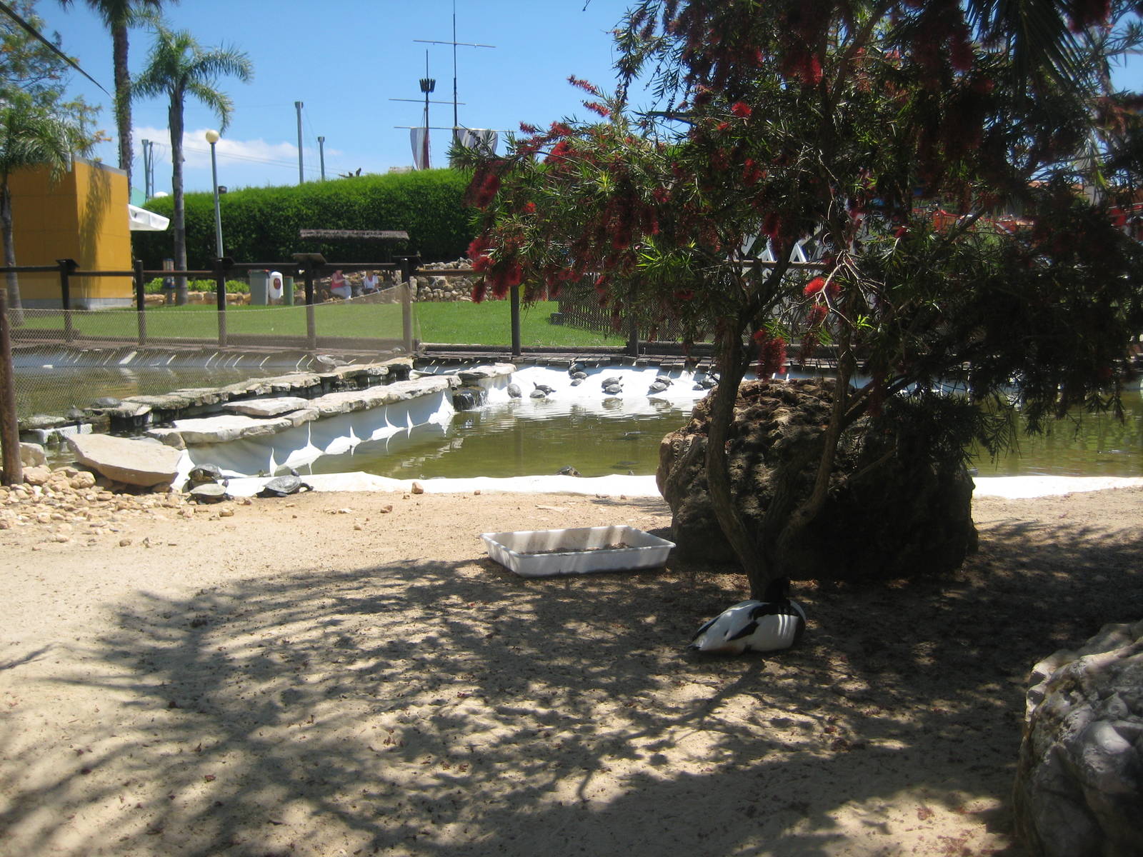 Zoomarine - Waterfowl exhibit