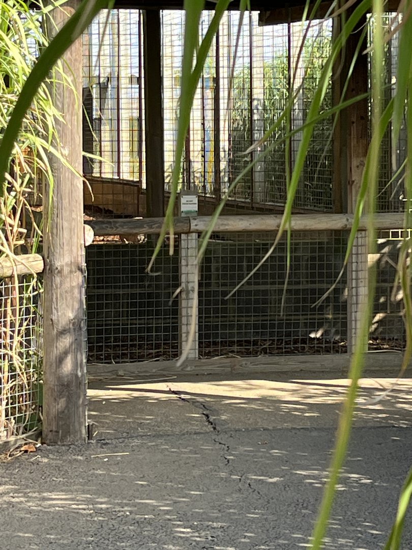 Zoomed in view from gate by Bat Eared Fox