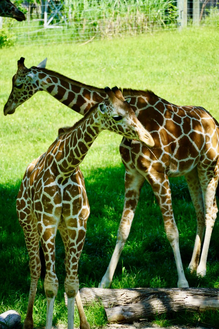 Zoomix Giraffes