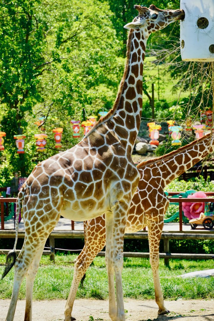 Zoomix Giraffes