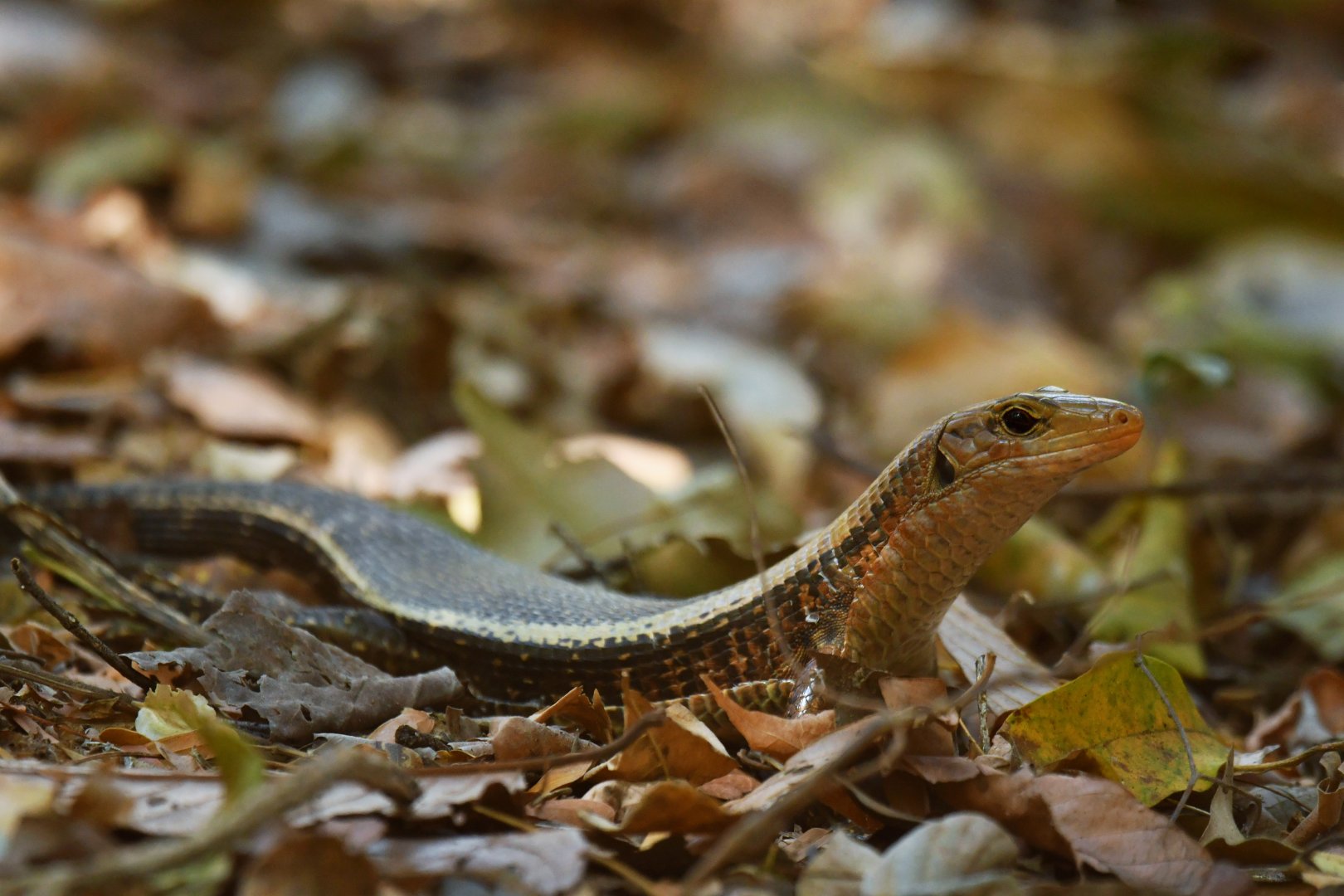 Zoonosaurus laticaudatus