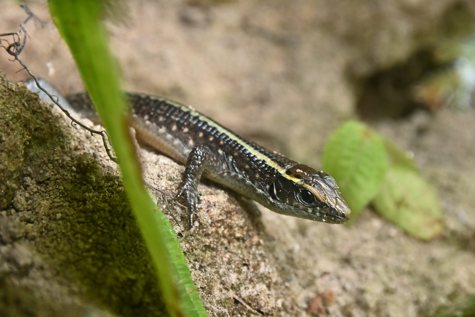 Zoonosaurus madagascariensis