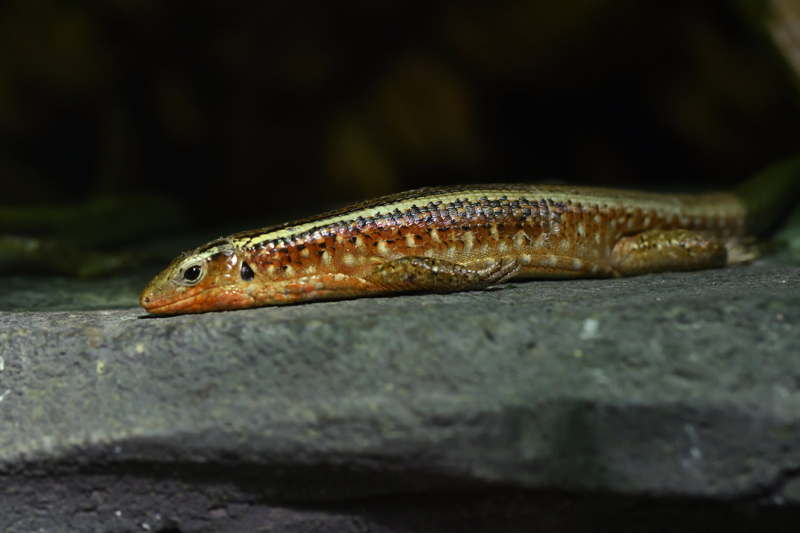 Zoonosaurus madgascariensis