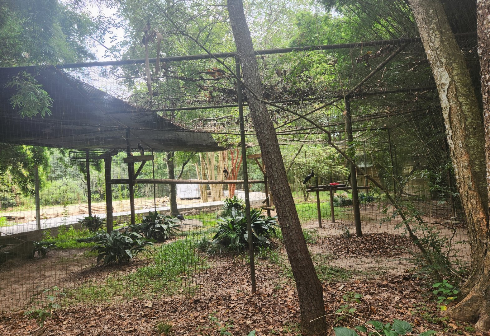 Zoosiana - Abdim Stork exhibit