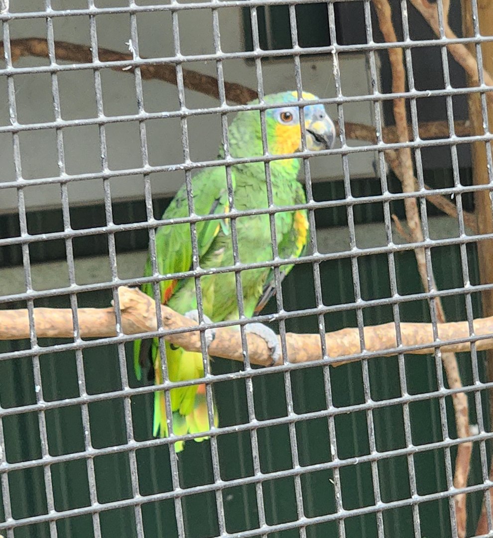 Zoosiana - Amazona amazonica?