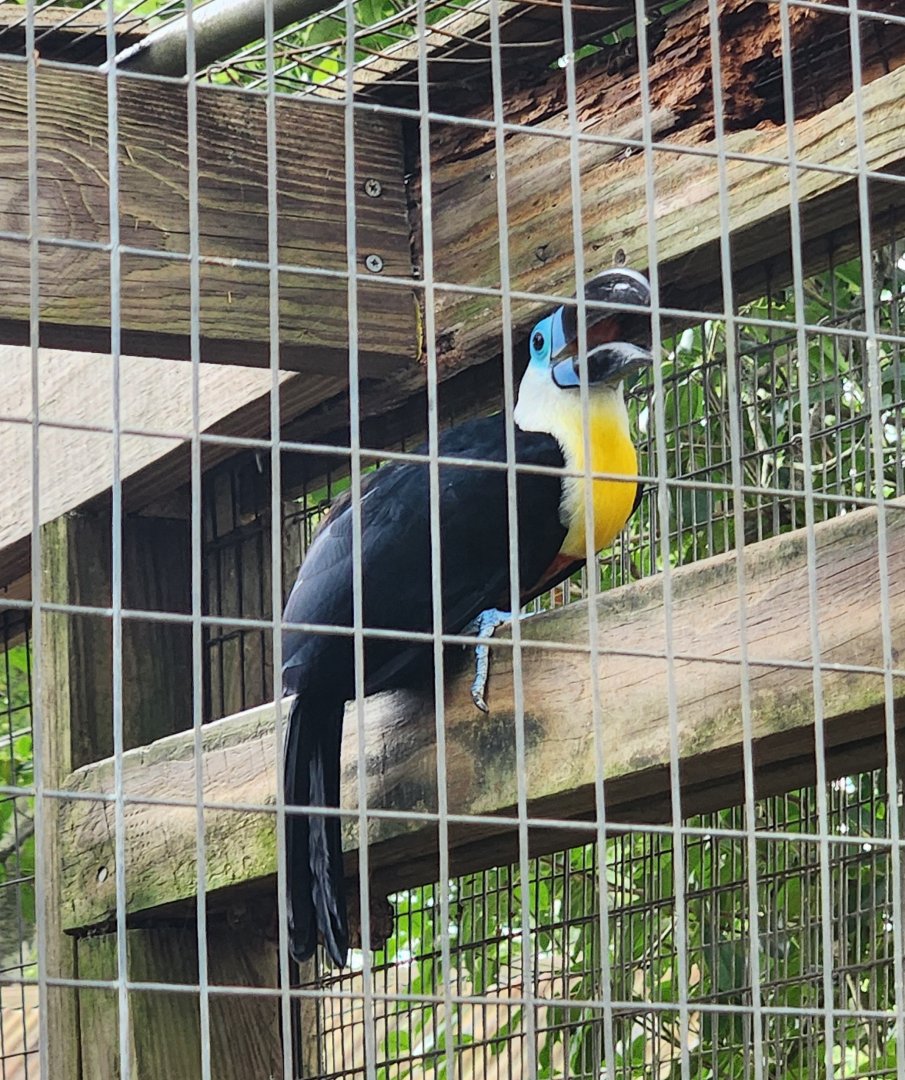 Zoosiana - Channel-billed Toucan