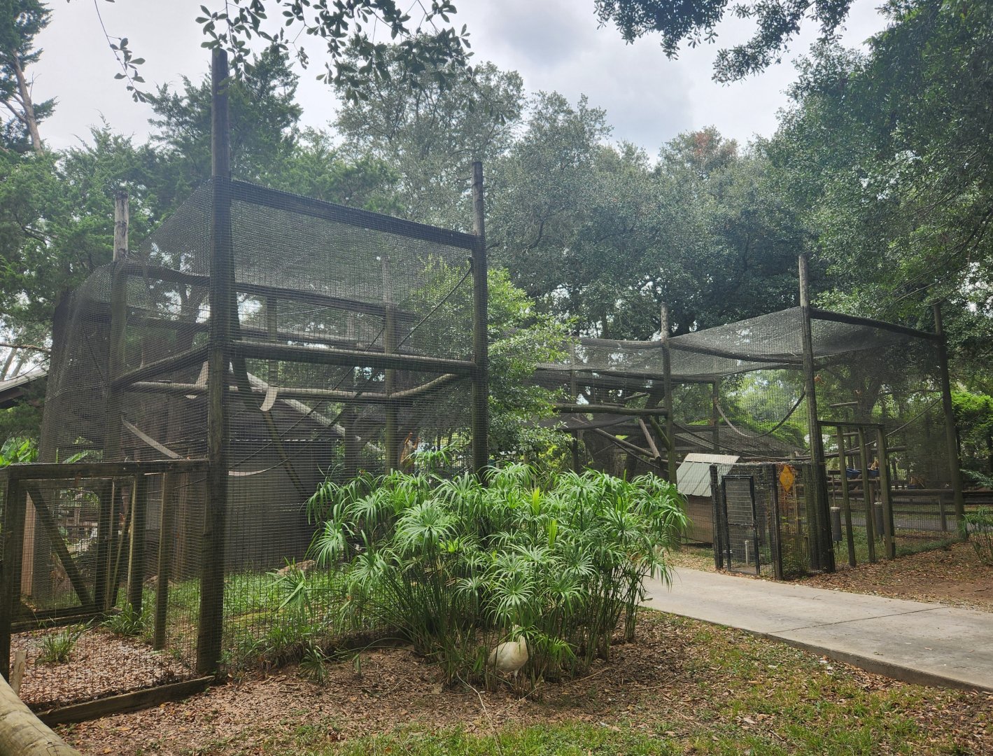 Zoosiana - Common Squirrel Monkey exhibit