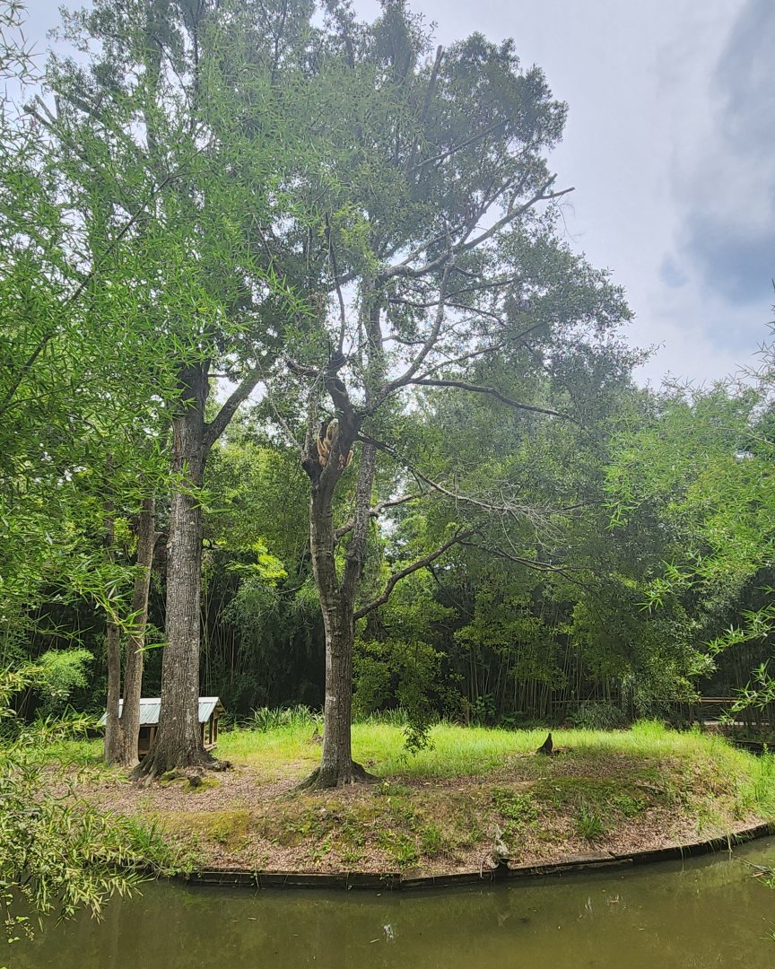 Zoosiana - Lar Gibbon island