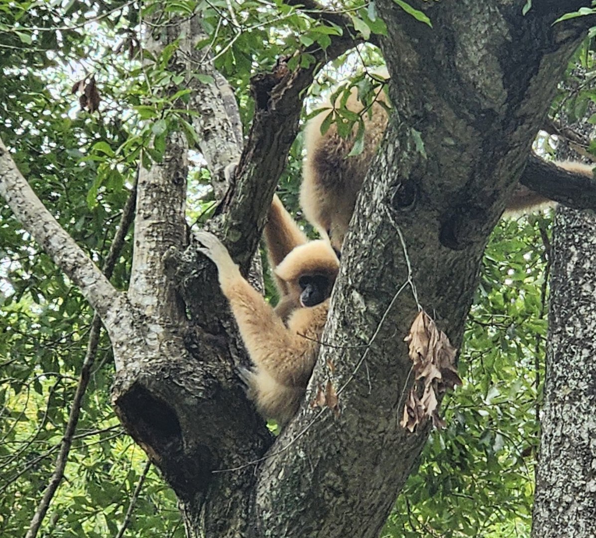 Zoosiana - Lar Gibbons