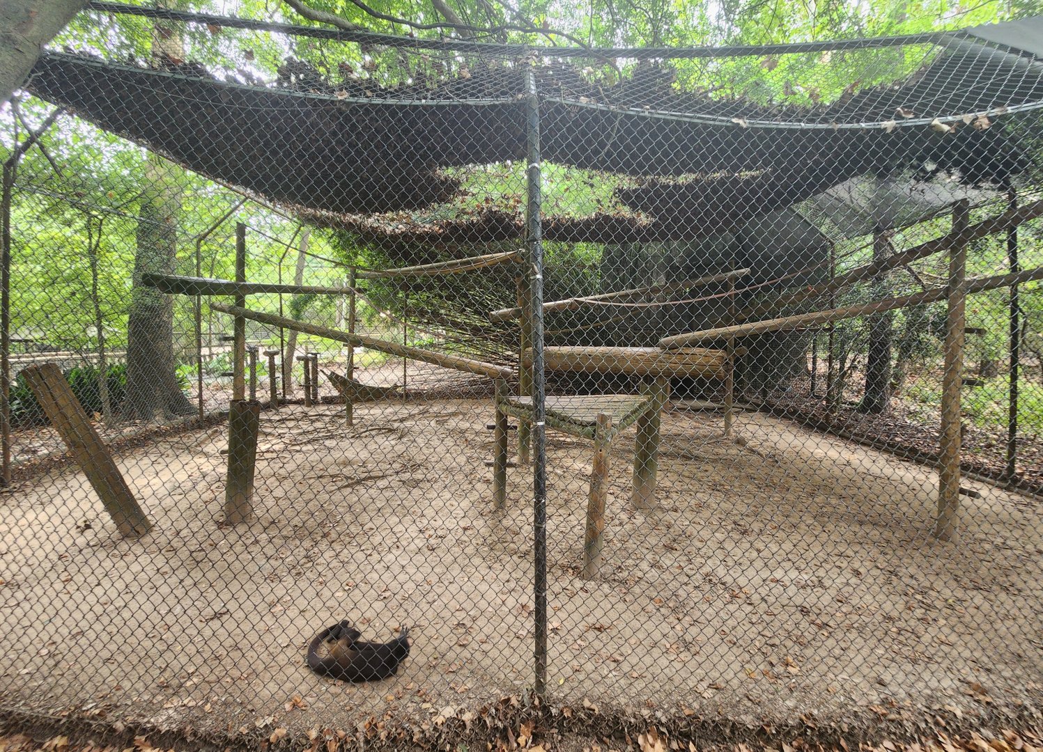 Zoosiana - Mexican Spider Monkey enclosure