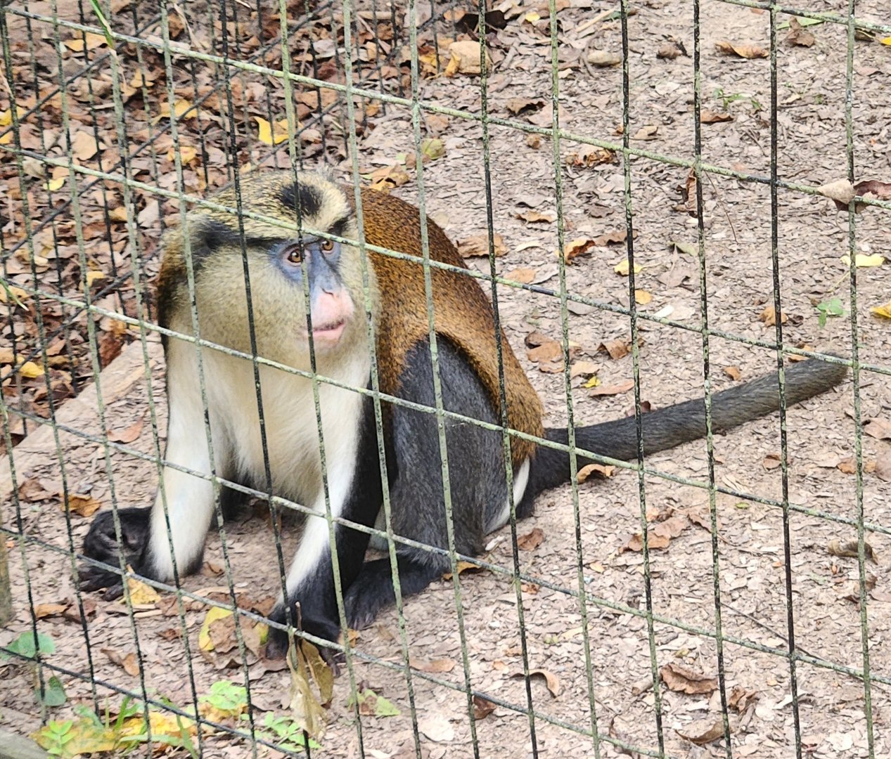 Zoosiana - Mona Monkey sitting