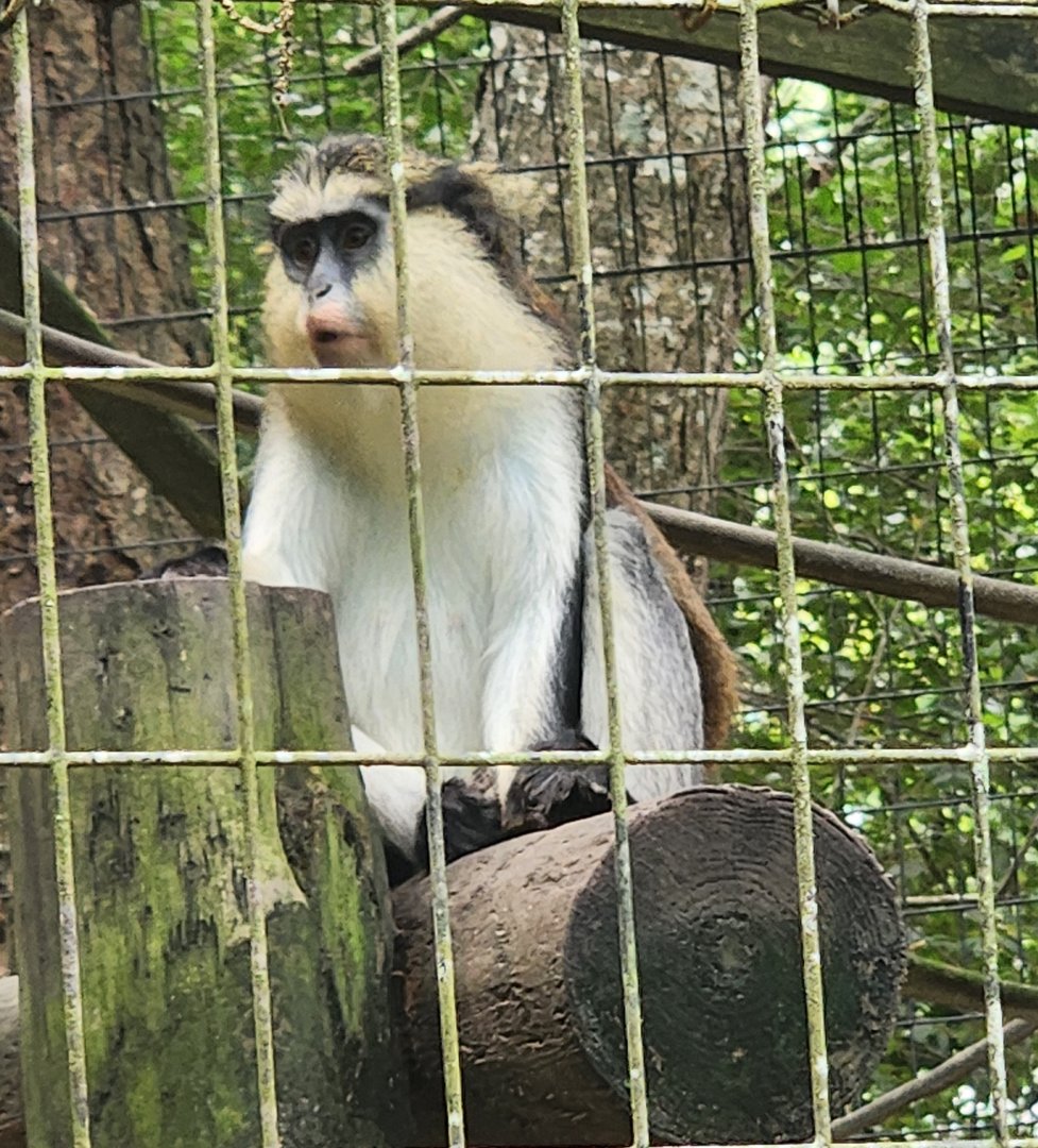 Zoosiana - Mona Monkey