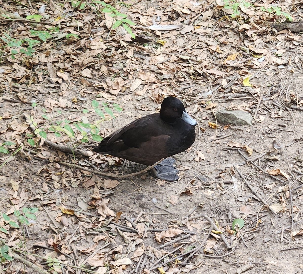 Zoosiana - Southern Pochard?