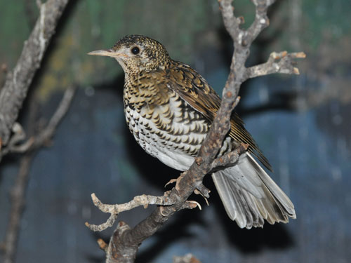 Zoothera dauma / Scaly thrush at Beijing Zoo