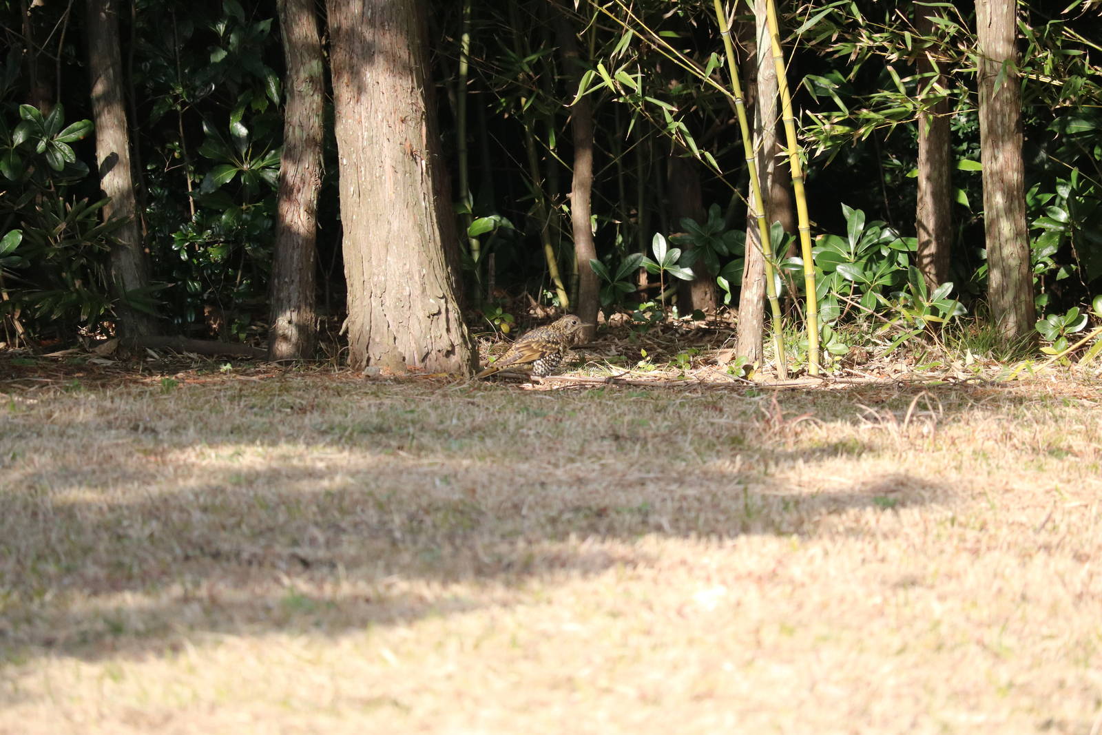 Zoothera sp. (wild) - Tokyo Sea Life Park, February 2016