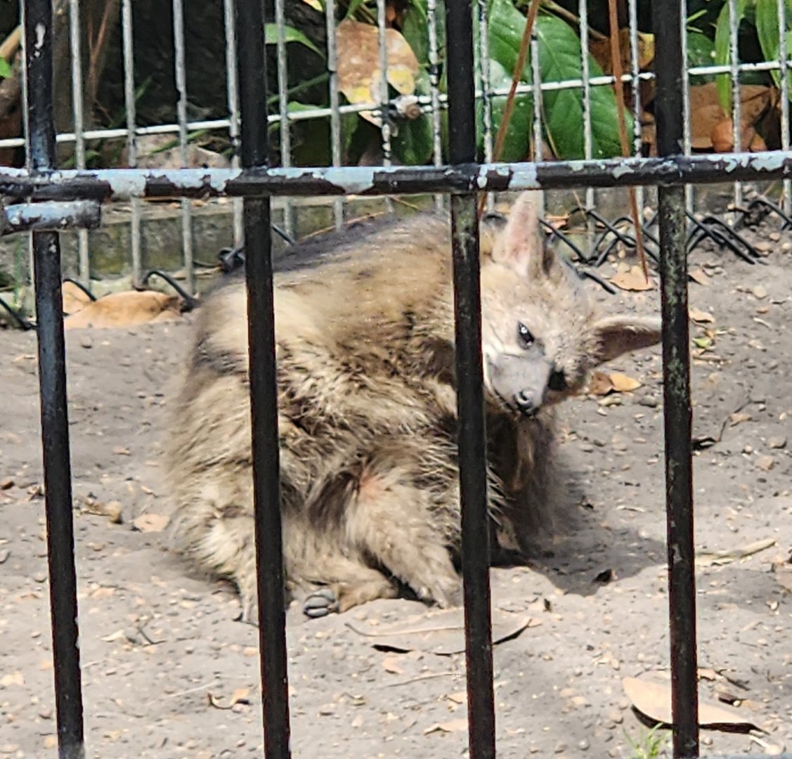 ZooWorld - Aardwolf