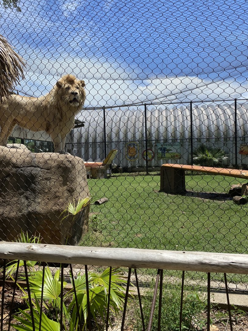 ZooWorld- African Lion Exhibit