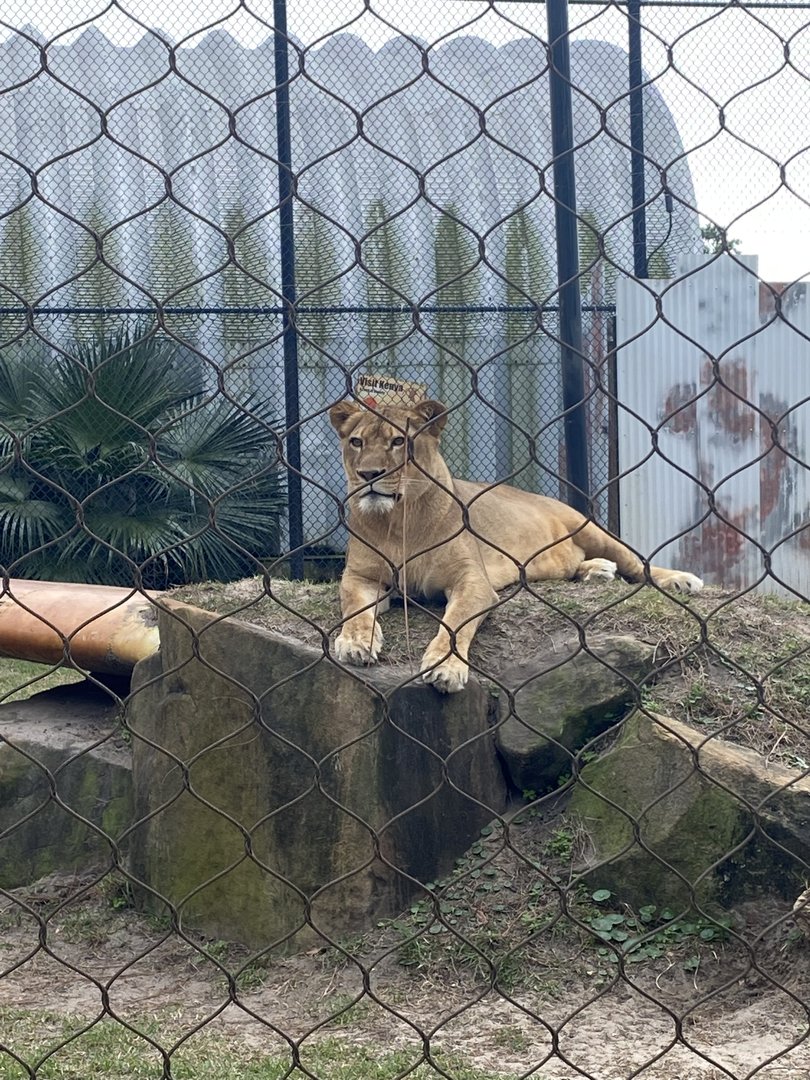 ZooWorld- African Lioness