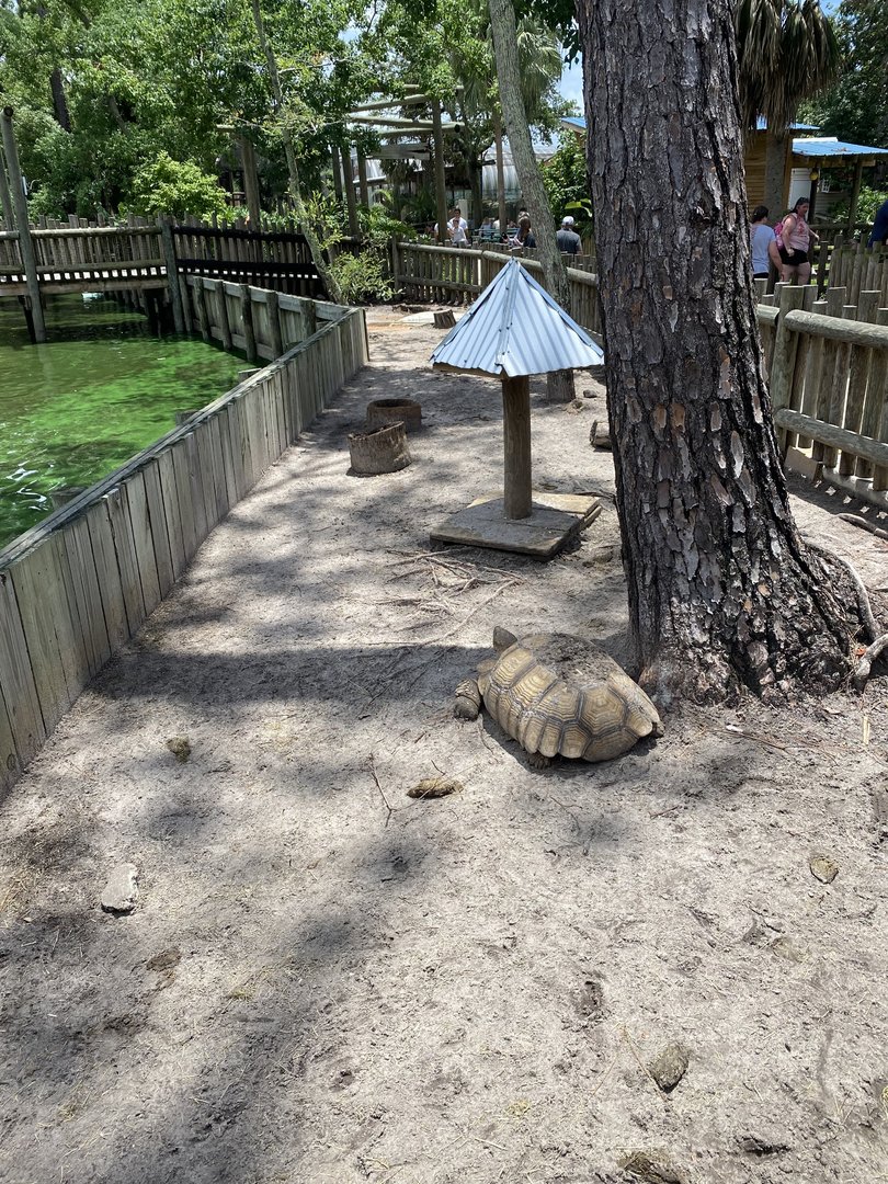 ZooWorld- African Spurred Tortoise Exhibit
