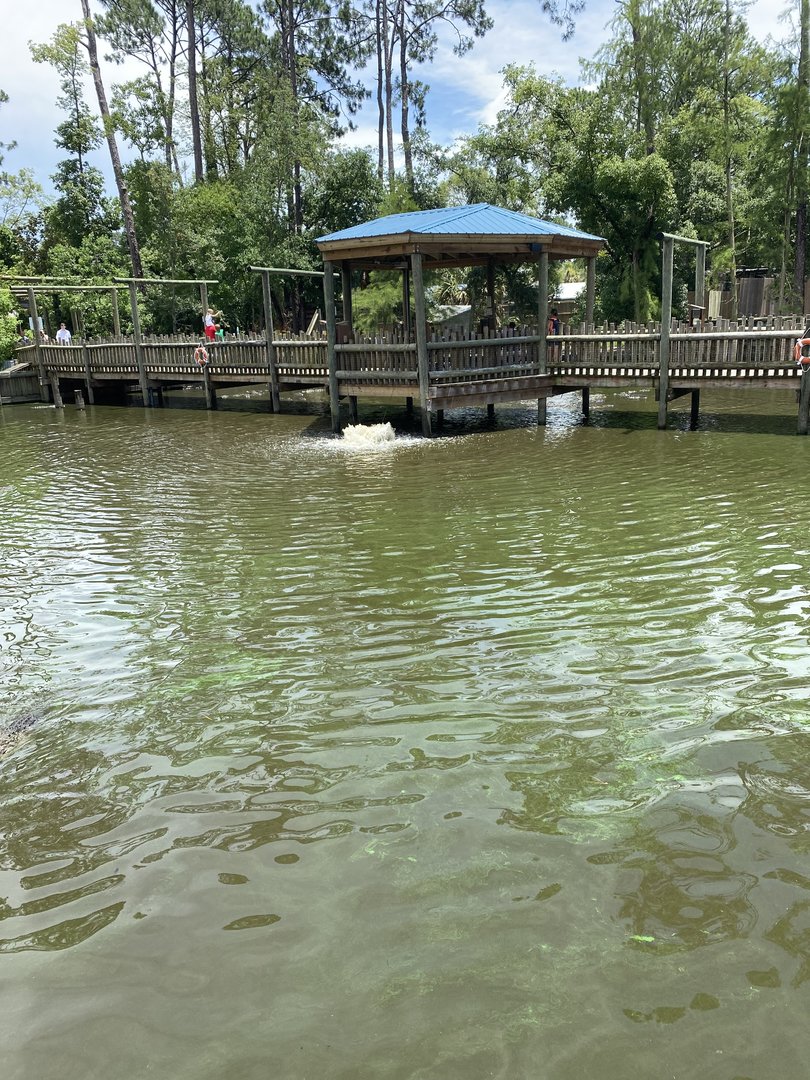 ZooWorld- American Alligator Exhibit